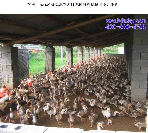 发酵床低碳养鸭技术 实现生态环保零排放的畜牧业新路径