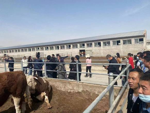 “头雁”引领现代畜牧业 观摩学习助力高质量发展